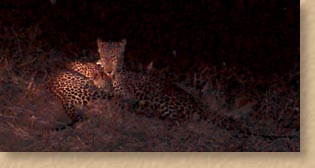 Leopard at night